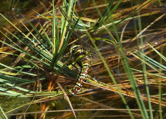 Libelle bei der Eiablage - die einzige Libelle, die ich noch gesichtet habe, in dieser Höhe (ca. 1800 m) hatte es schon Minustemperaturen und Schnee.