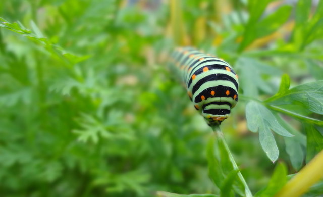 Raupe vom Schwalbenschwanz im Botanischen Garten Innsbruck