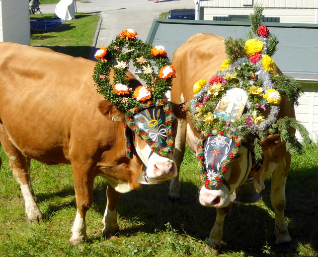 Voll aufgebuscht. | Foto: Haun
