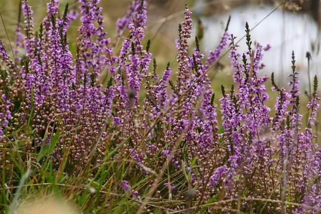 nix als Miesenbach