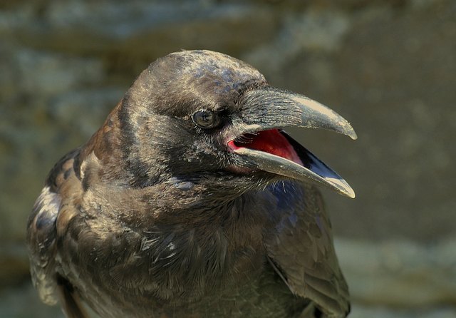 Kolkrabe "Sissy" von der Greifvogelwarte Regensburg. | Foto: KK