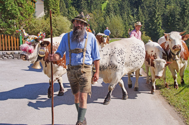 Thomas Strubreiter und sein Team treiben ihre Tiere, wie jedes Jahr, abseits vom Touristentrubel, ins Tal.