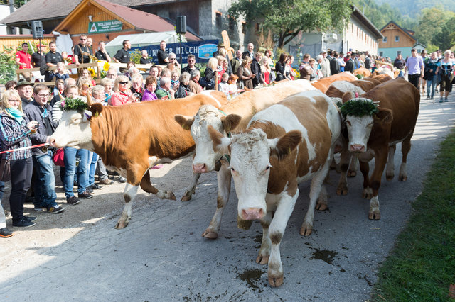 Foto: Weidegenossenschaft Molln