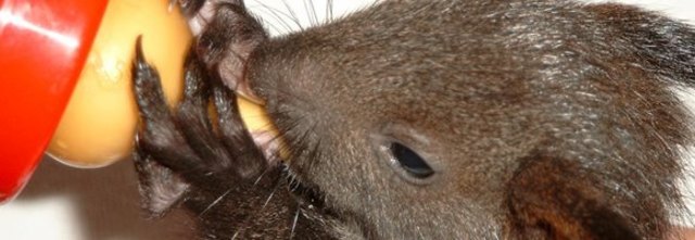 Foto: Verein für kleine Wildtiere in großer Not
