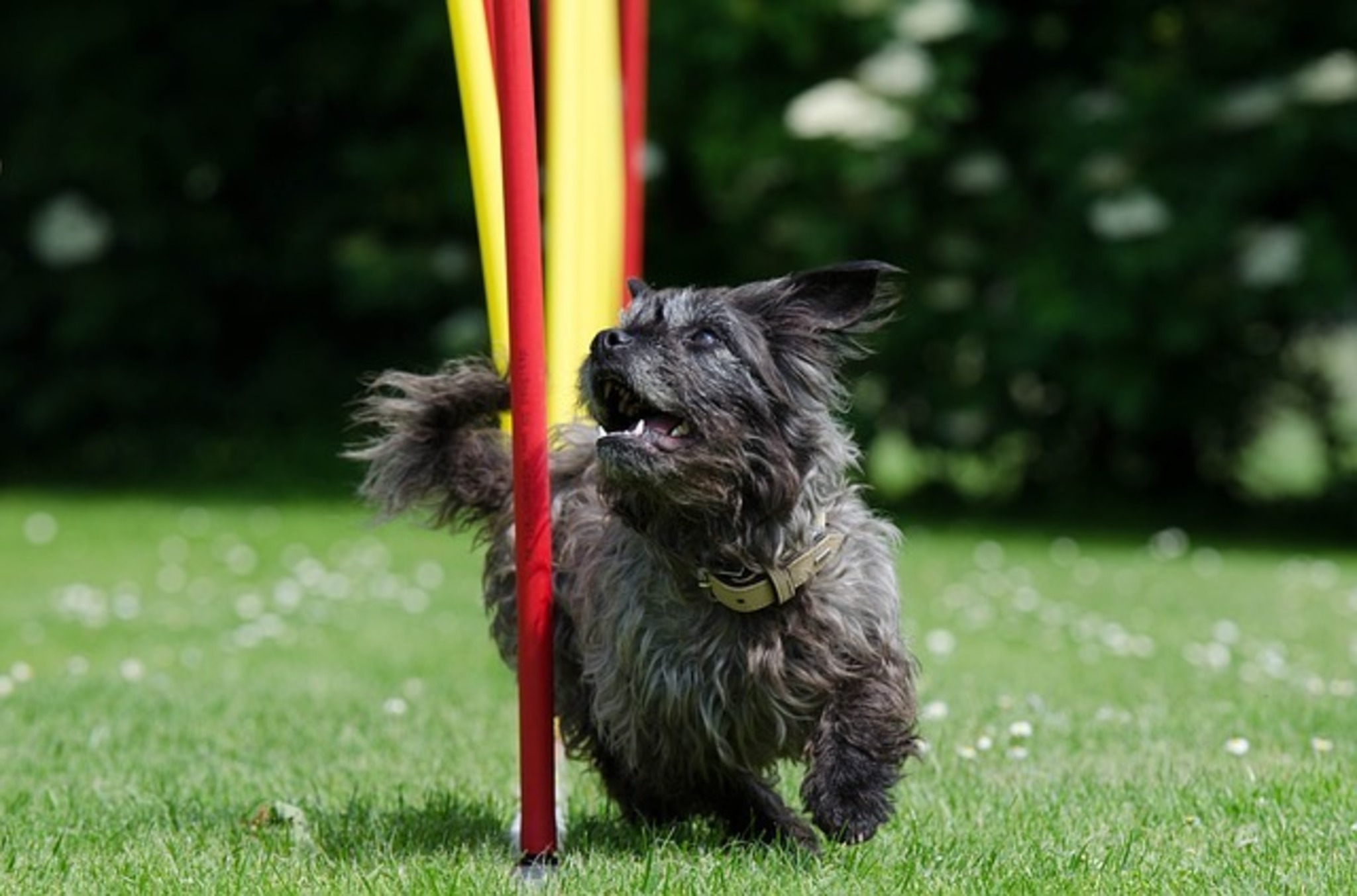 Agility - Spaß mit dem Hund - Linz-Land