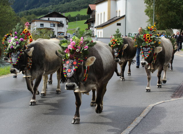 Buntgeschmücktes Tiroler Grauvieh