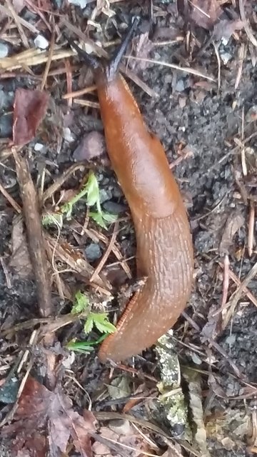 auch sie genießt das nasse Wetter