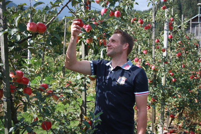 Martin Pratnekar aus Feistritz prüft die Äpfel auf seiner Obstplantage