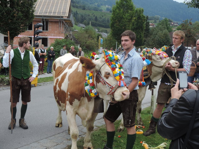 Nach einem langen Sommer auf der Alm wurde das Vieh wieder zurück ins Tal getrieben.