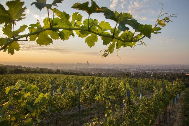 Von Weinwandern bis Fesch'Markt: Wir haben die besten die Tipps für den Herbst in Wien. | Foto: Raimo Rumpler