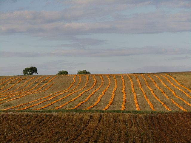 Wie lange Ketten aus Kürbisplutzern liegen die herbstlichen Früchte am Feld bei Wetzleinsdorf.