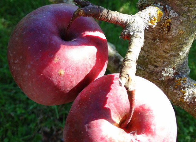 Lang wird´s nicht mehr dauern, dann wollen wir unsere eigentliche Lebensaufgabe erfüllen.