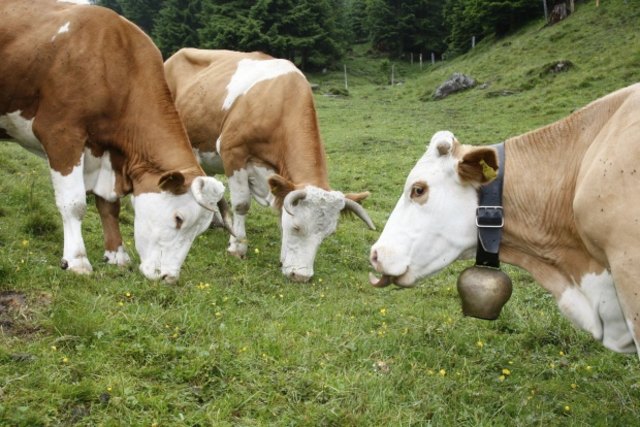 Milchbauern aus der Region kämpfen mit Preisverfall ihrer Produkte. | Foto: Neumayer