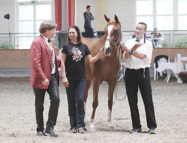 Stadl-Paura: Die Pferde werden an der Hand vorgestellt 
( Schritt und Trapp), Schönheit und Korrektheit wird durch zwei oder drei Richter beurteilt. | Foto: Doris Dobetsberger