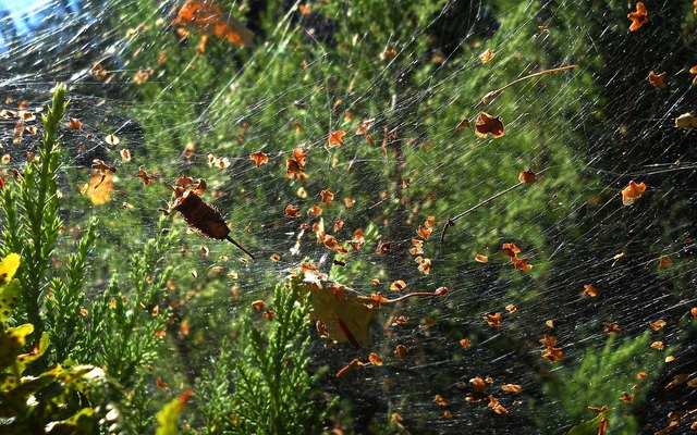 „Das Gesetz ist wie ein Spinnennetz. Kleine Fliegen werden gefangen, während die großen das Netz zerreißen und entkommen.“ Anacharsis, skytischer Fürst, der im 6. Jh. v. Chr. zu Solons Zeiten lebte.