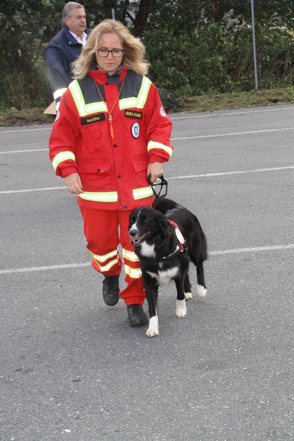 Java, ein Australien Shepherd ist auf die Suche von Menschen trainiert.