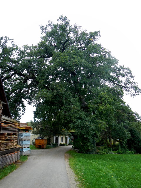 Bereits 1926 wurde die Eiche in Fröschlau zum Naturdenkmal erklärt. | Foto: Wikipedia/Schurdl (CC BY-SA 3.0 at)