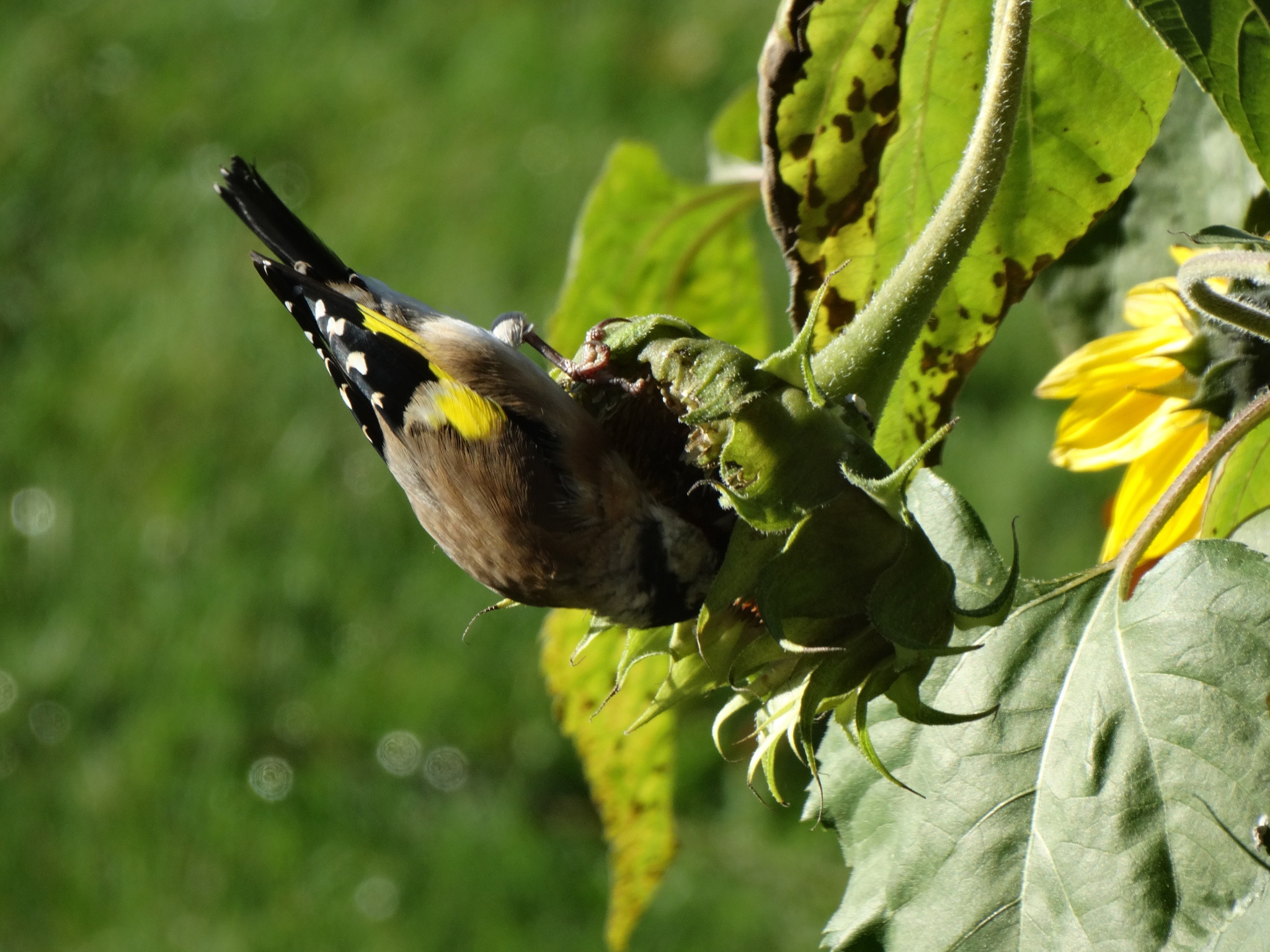 gut, dass es die Sonnenblume gibt - Lungau