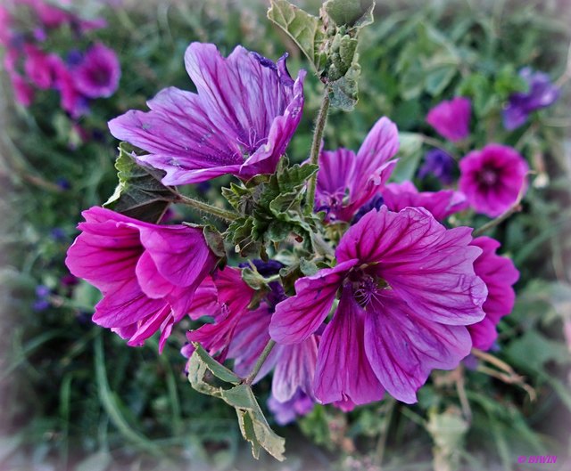 Malvengewächs Thema auf meinbezirk.at