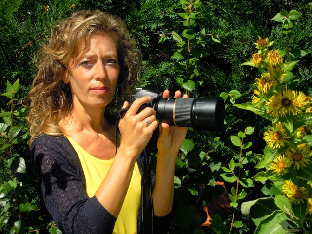 Sabine Struzl auf Fotosafari in ihrem Garten, der Alant - eine stattliche Staude - ist eine ihrer Lieblingspflanzen. | Foto: Struzl