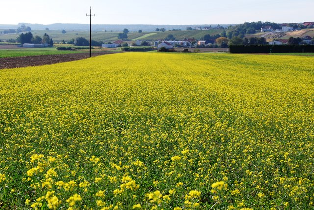 gelbes Feld