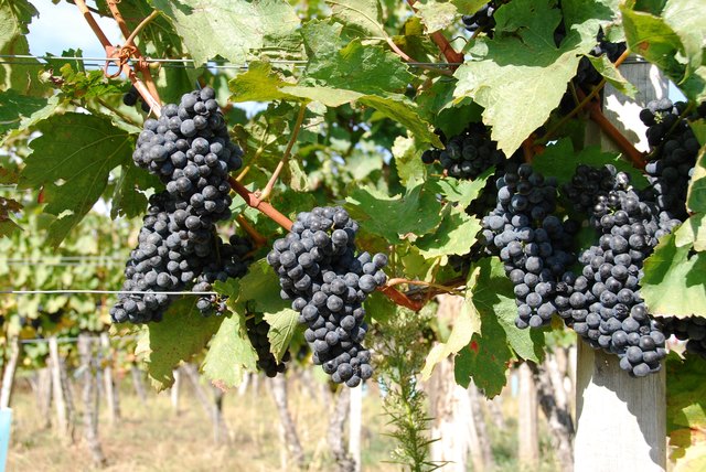 herrliche blaue und reife Trauben am Wegesrand