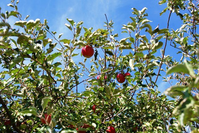 Apfelbaum am Wegesrand