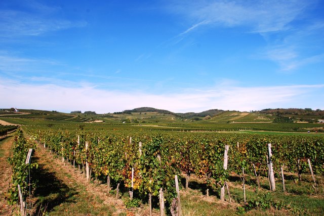 Weinberge