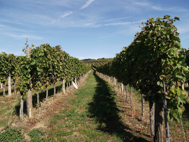 Weinrebenzeile mit Schatten