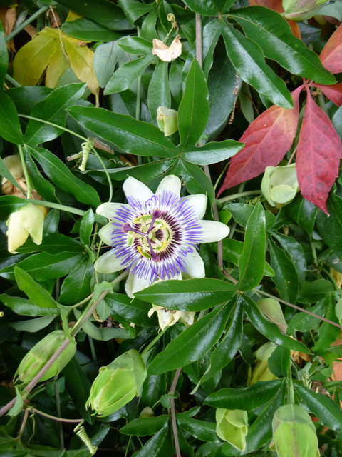 Passionsblume Blht Nicht