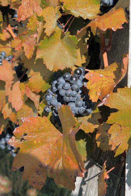 Eingebettet im Herbst