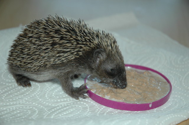 Foto: Tierheim Linz