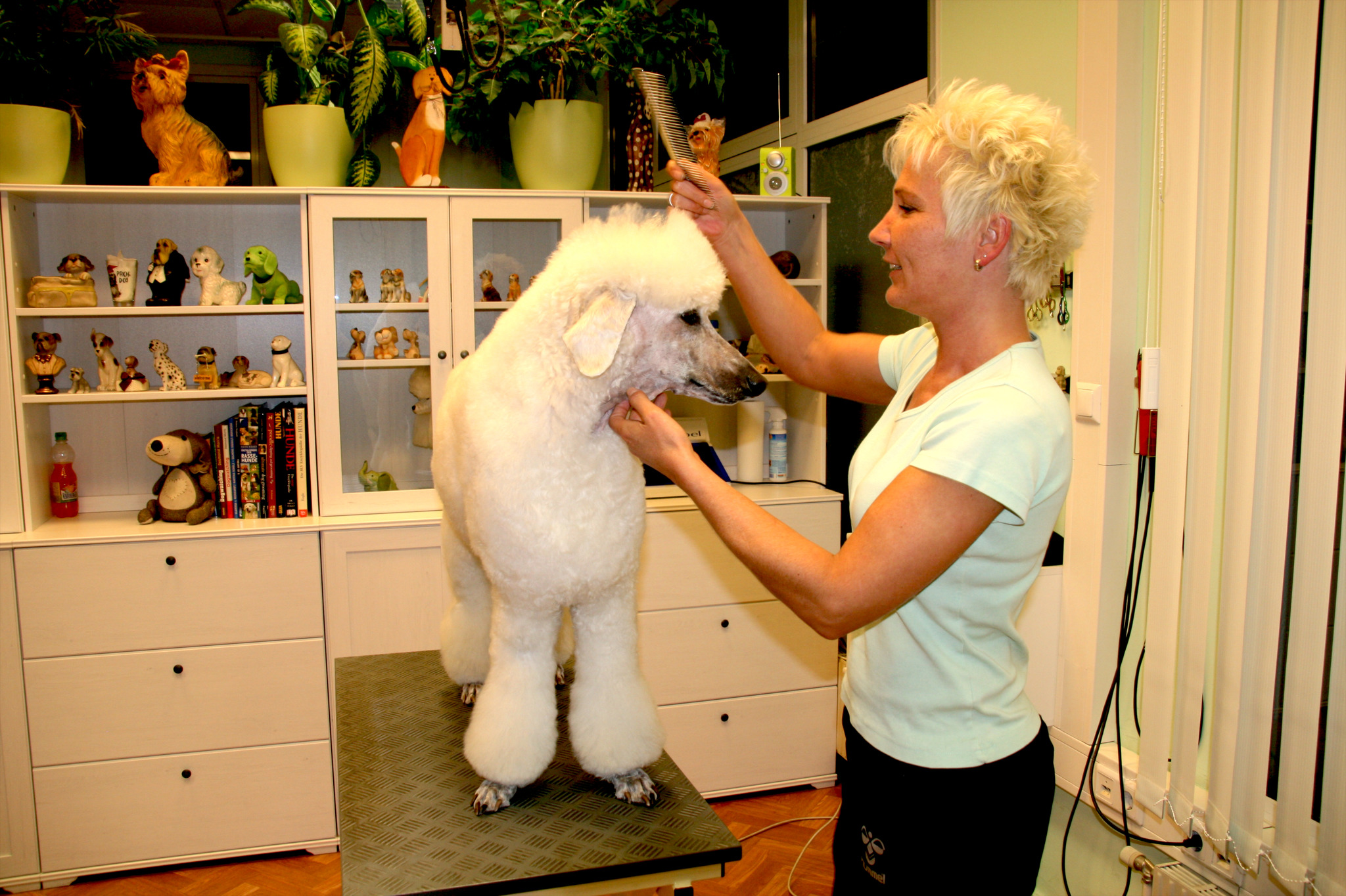 Pudelwohl fühlen im Hundesalon - Leopoldstadt