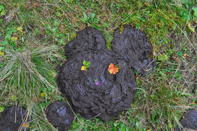Kuhfladen Thema auf meinbezirk.at