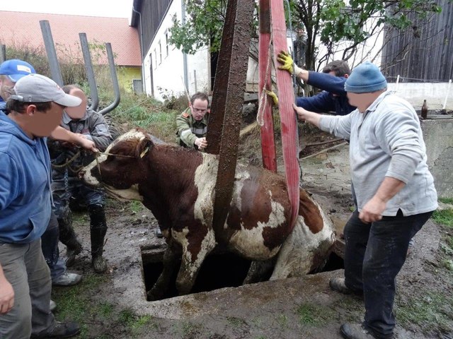 "Peda" wird geborgen. | Foto: www.einsatzdoku.at