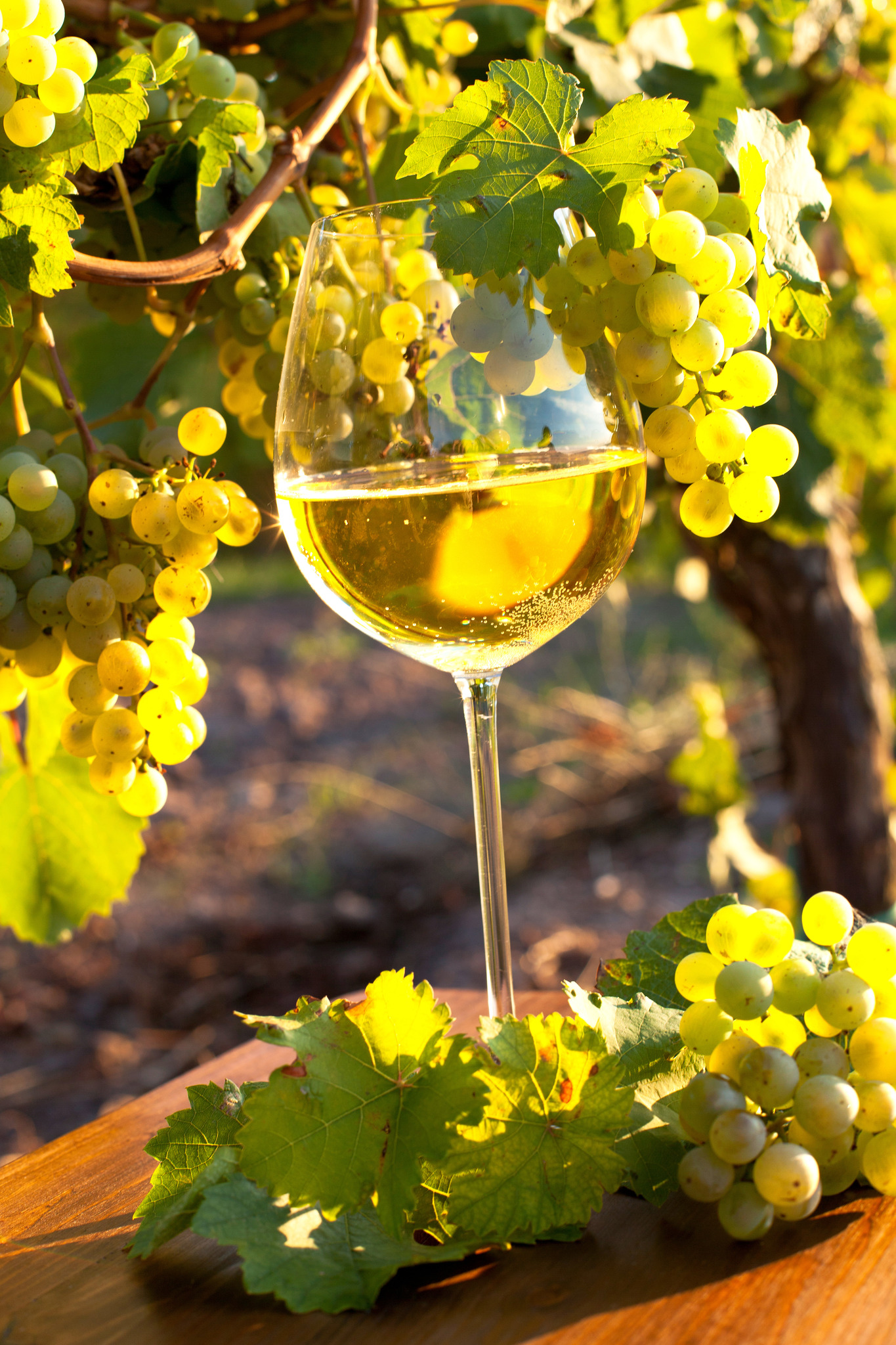 Steirisches Weinfest In Niederneukirchen Enns