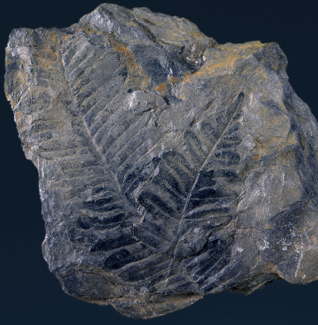 Blattfiedern eines Baumfarns, Fundpunkt Krone | Foto: GeoPark Karnische Alpen