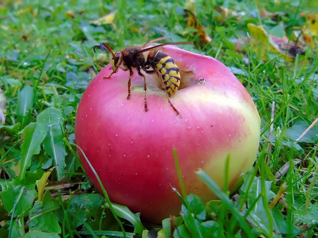 Foto: Ing. Gerrit Watzinger