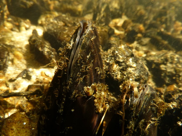 Foto: Blattfisch
