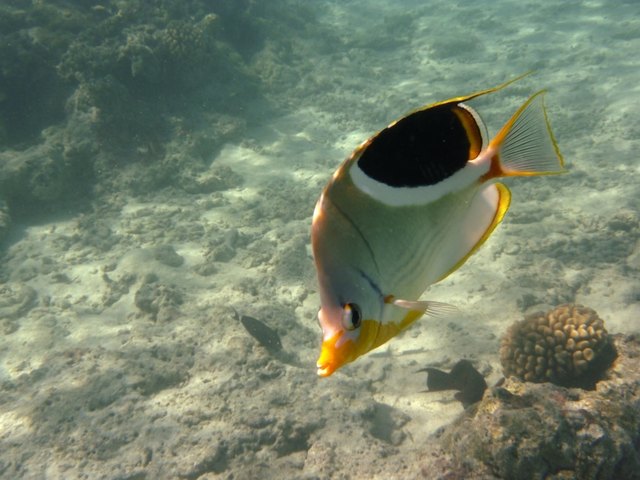 Falterfisch