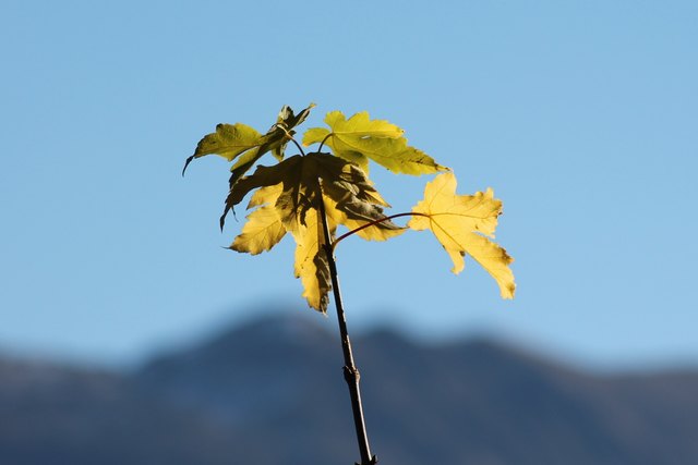 der Sonne entgegen