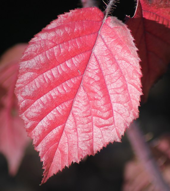 roter Traum