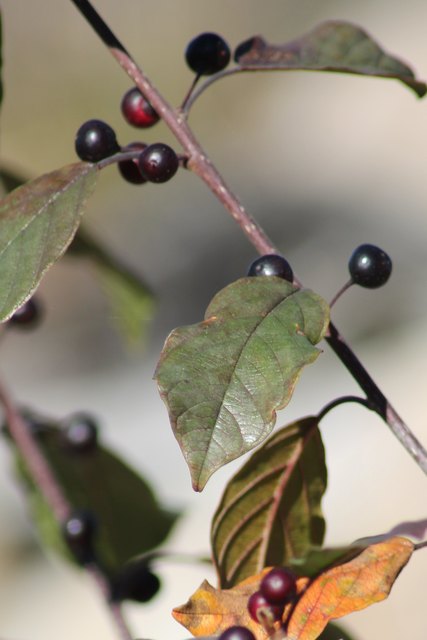 Beeren
