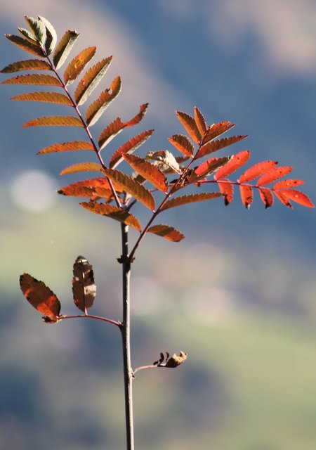 rot gebrannt