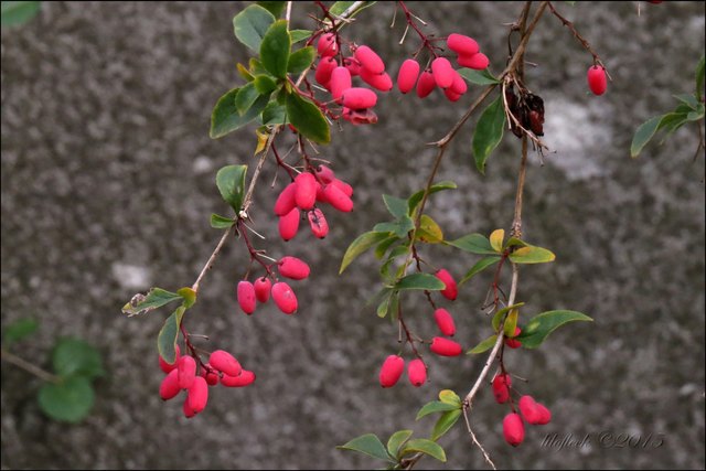 Bunte Beeren sind manchmal sauer