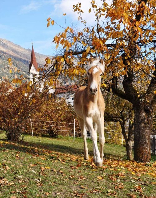 Taiomy im Herbst | Foto: (C) Stefanie Schranz