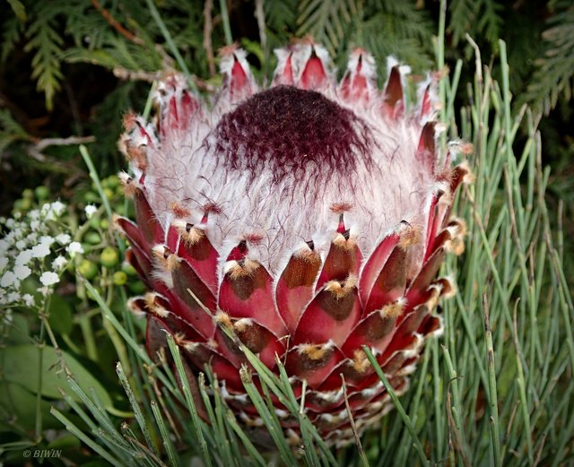 Protea Thema auf meinbezirk.at