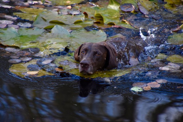 15.November 2015 - Cora ist wieder in ihrem Element!