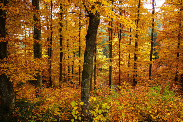 Um den Holzbestand im Bezirk braucht man sich keine Sorgen zu machen.