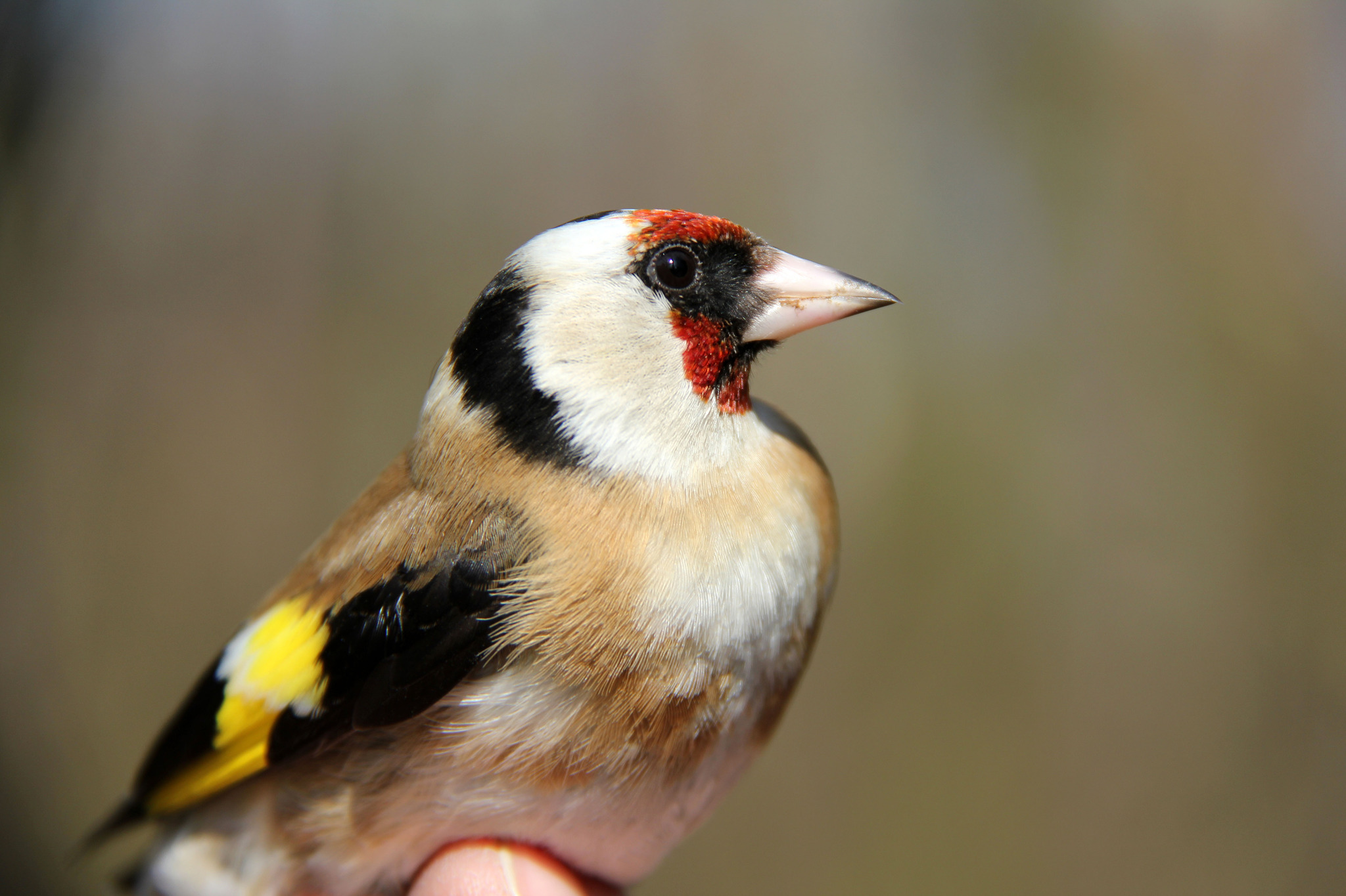 Vogel des Jahres 2016 der Stieglitz (Carduelis carduelis) Linz